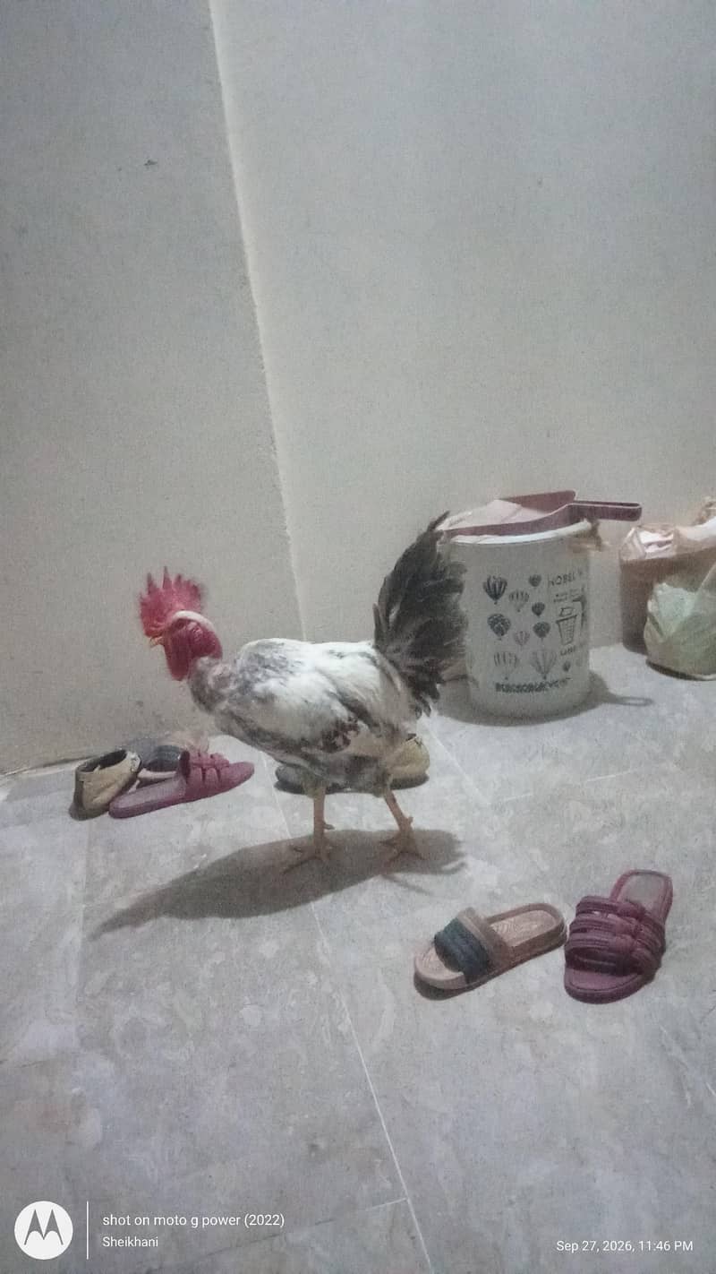 Raja Chicken 0