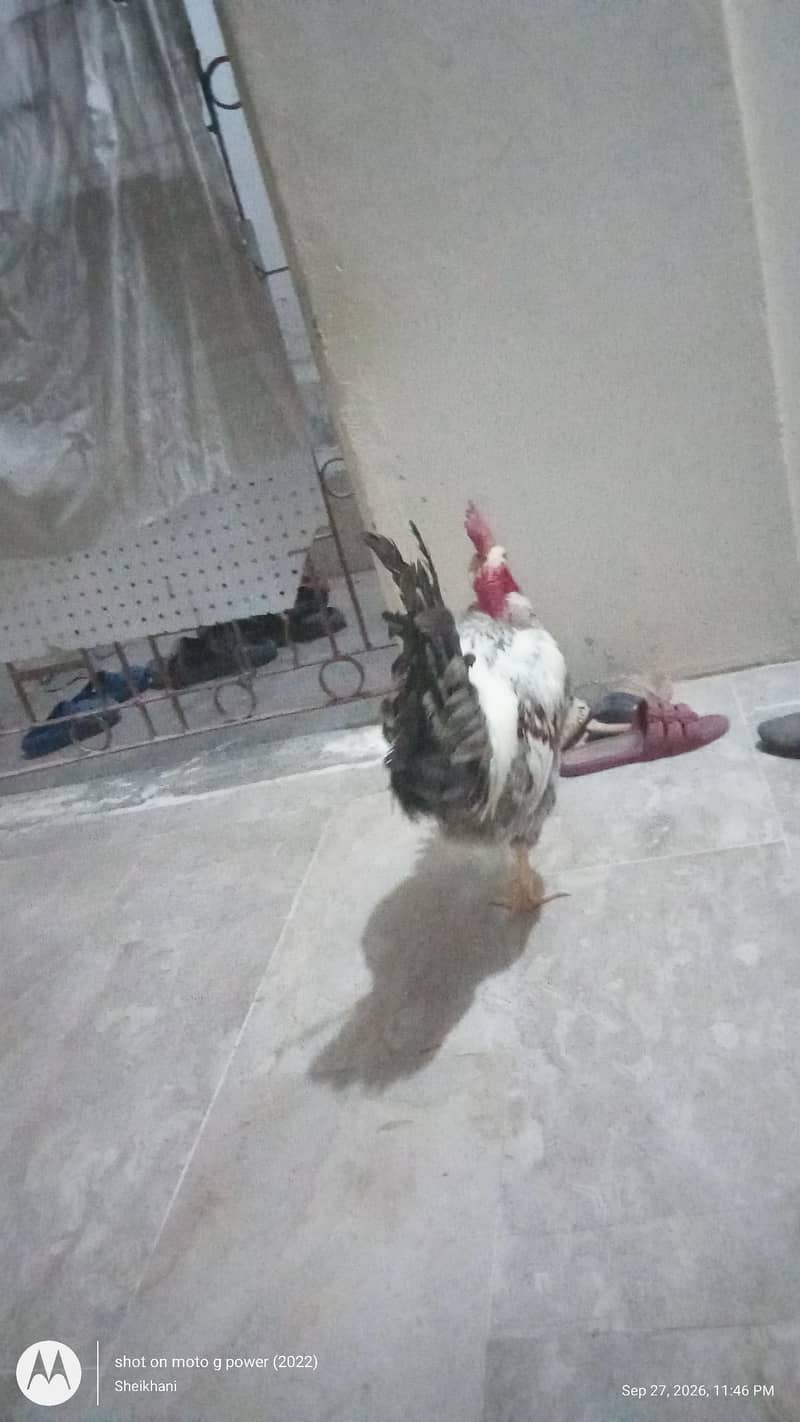 Raja Chicken 1