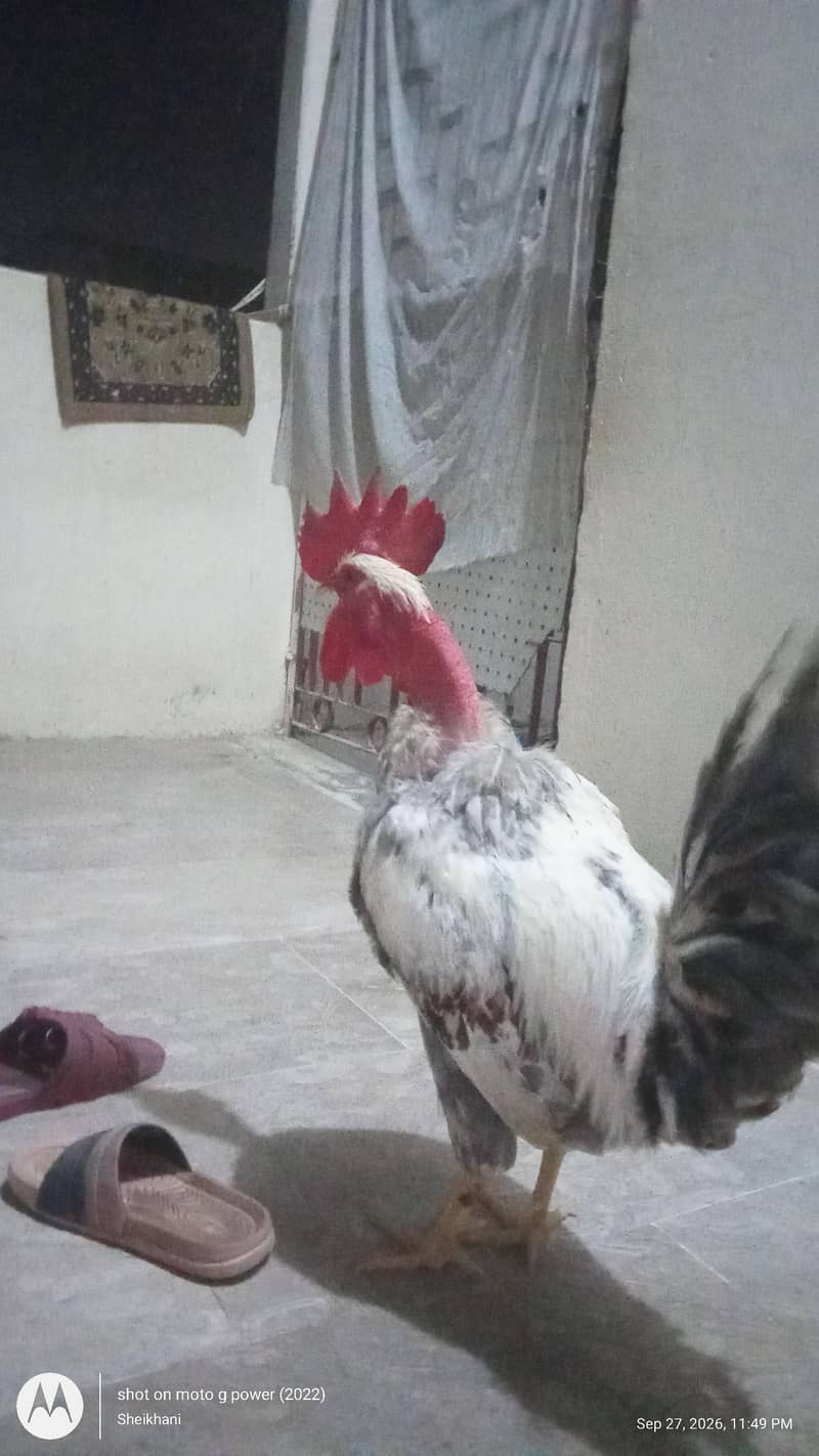 Raja Chicken 2
