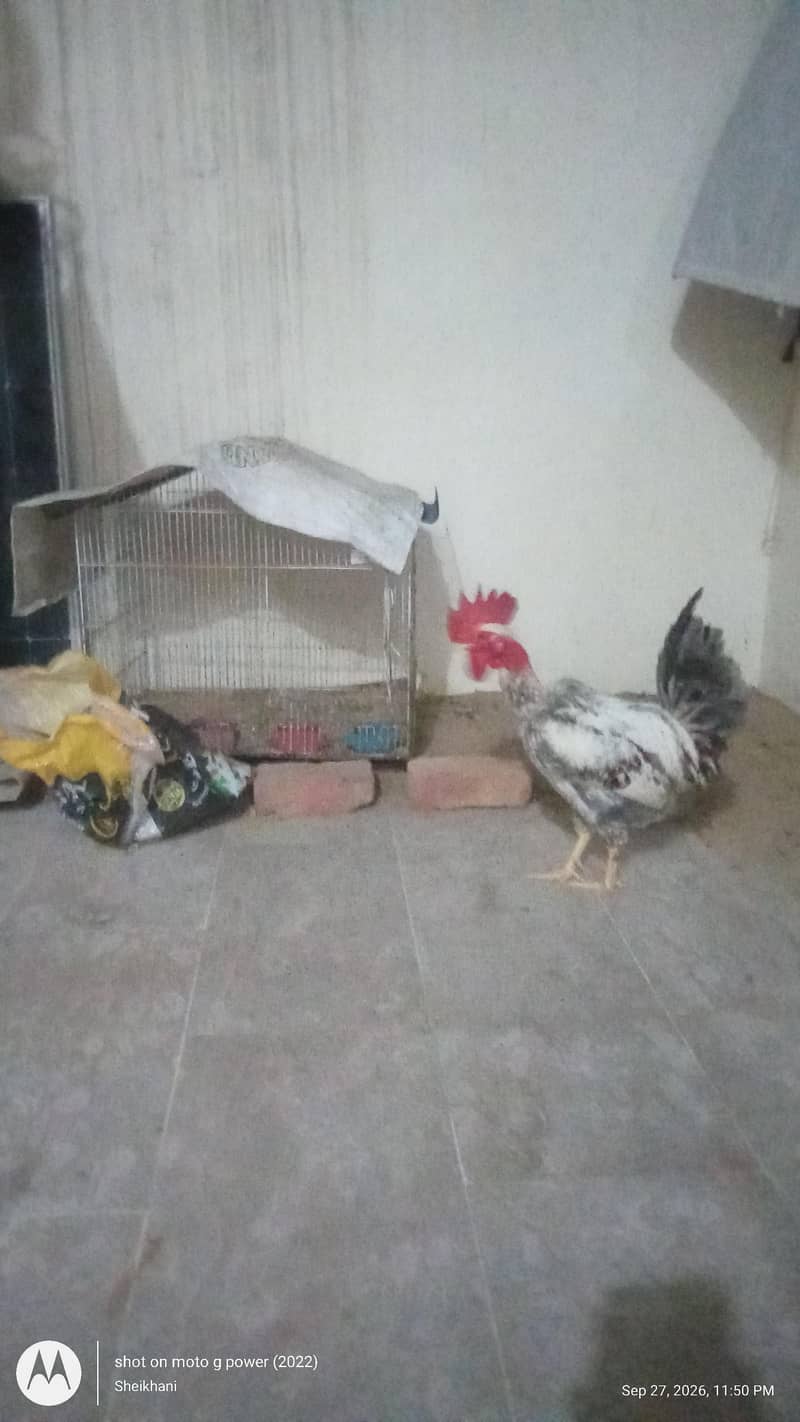 Raja Chicken 3