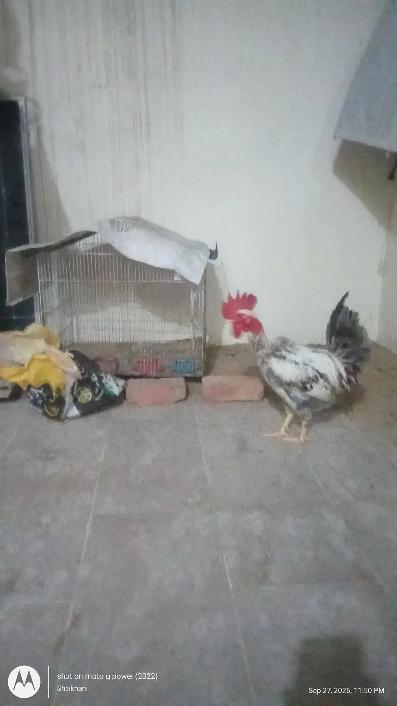 Raja Chicken — photo 4