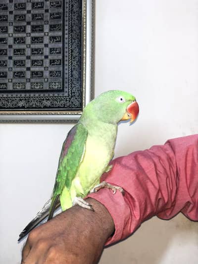 RAW PARROT FEMALE