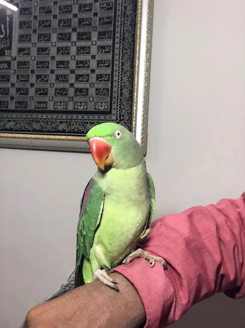 RAW PARROT FEMALE — photo 2