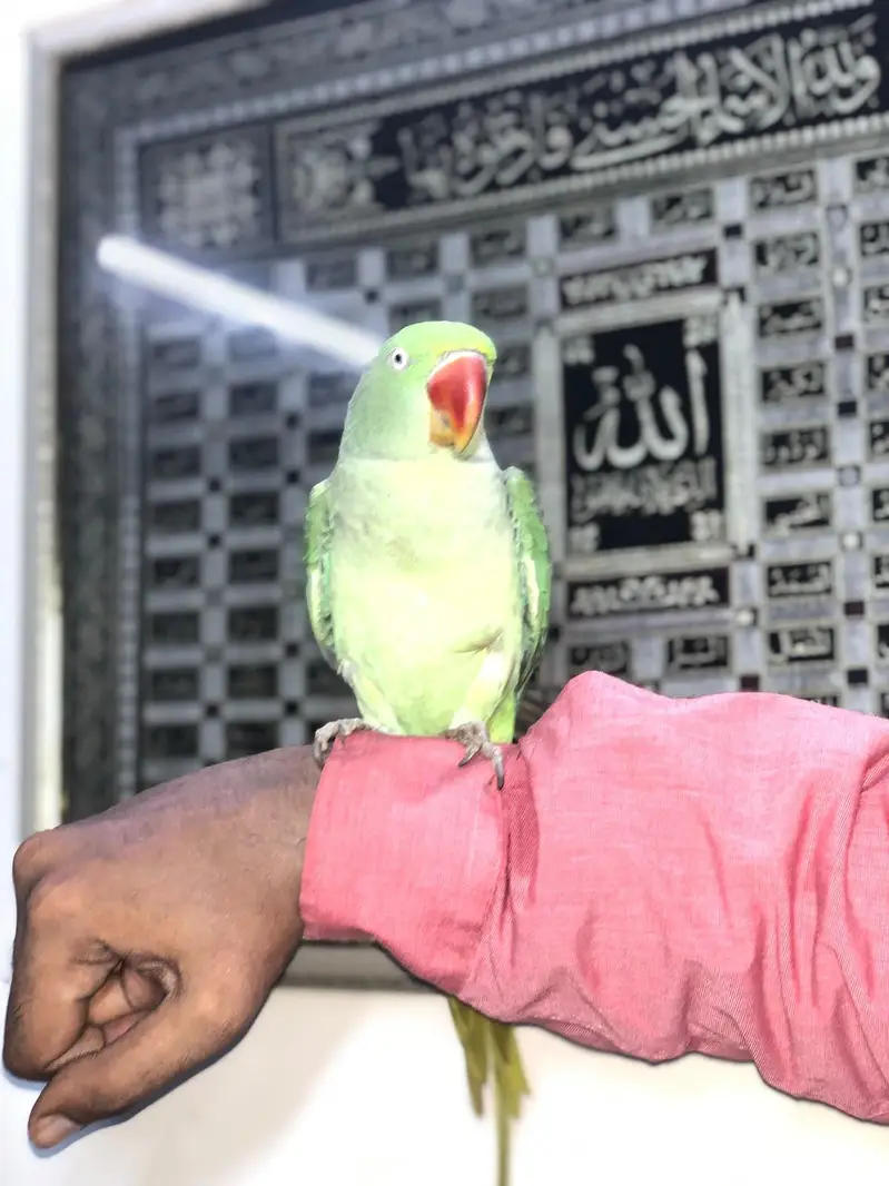 RAW PARROT FEMALE — photo 3