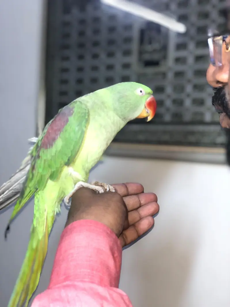 RAW PARROT FEMALE — photo 4