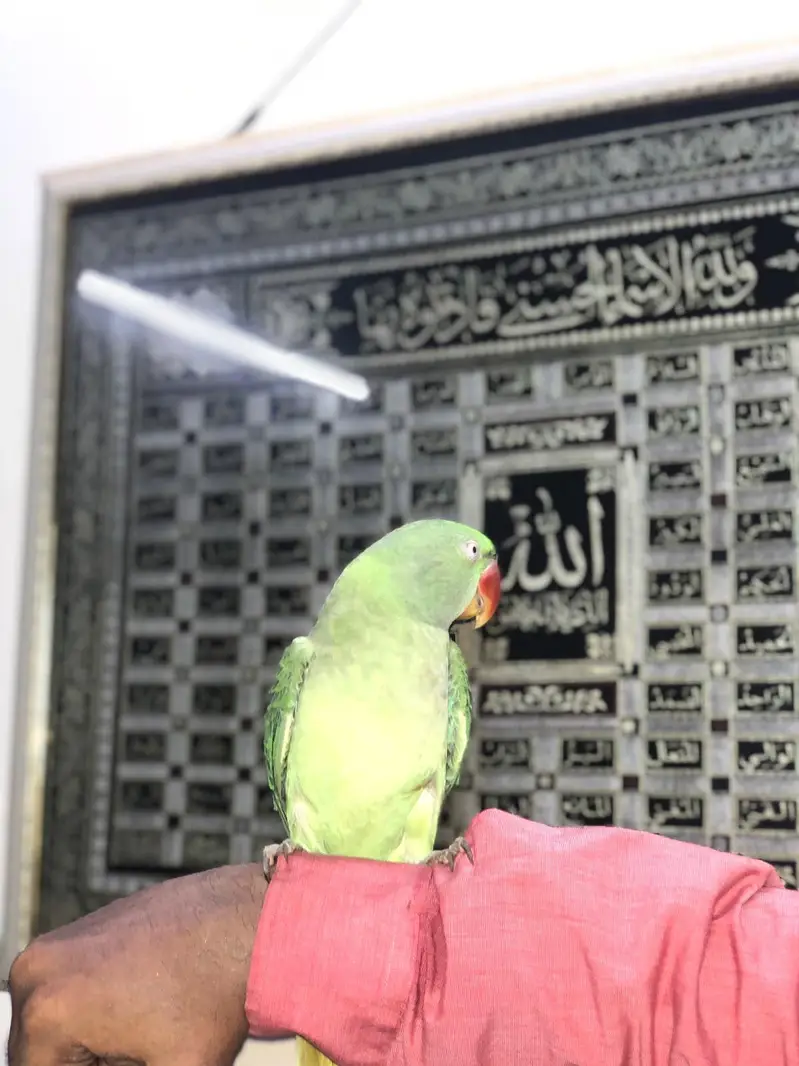 RAW PARROT FEMALE — photo 5