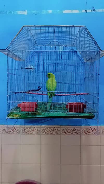 bird 1 not a cage green parrot