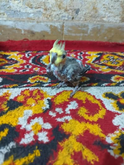 Cockatiel 4 Months Old