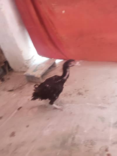 Aseel Hen for sale