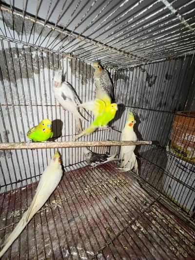 Quality Breeder Cocktails Single Piece +Breeder Australian Budgie Pair