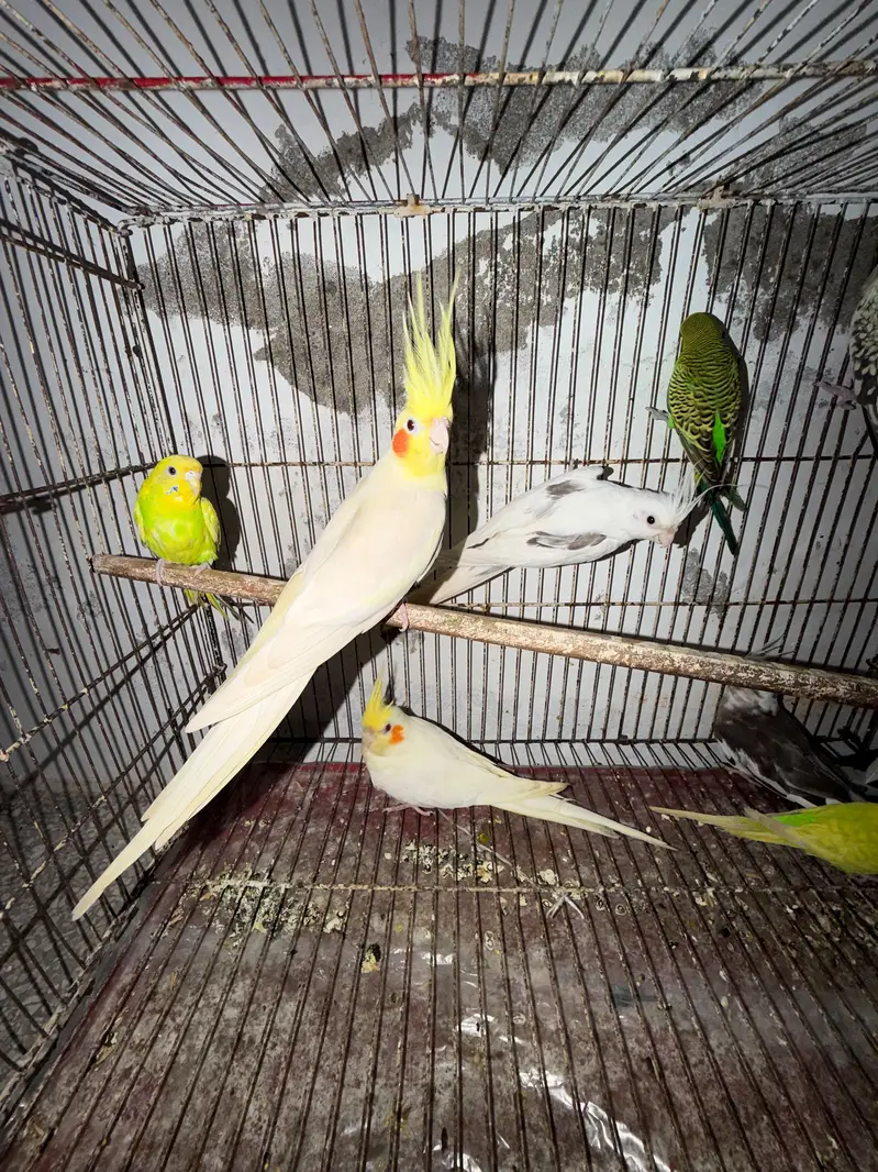 Quality Breeder Cocktails Single Piece +Breeder Australian Budgie Pair — photo 3