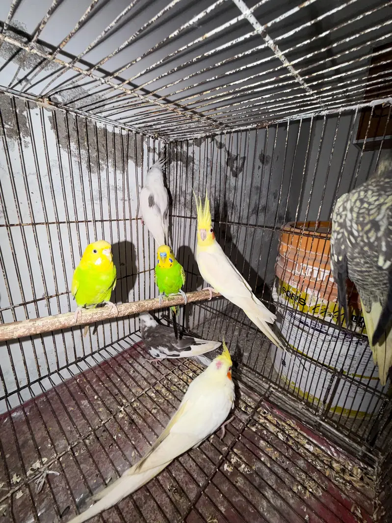 Quality Breeder Cocktails Single Piece +Breeder Australian Budgie Pair — photo 4