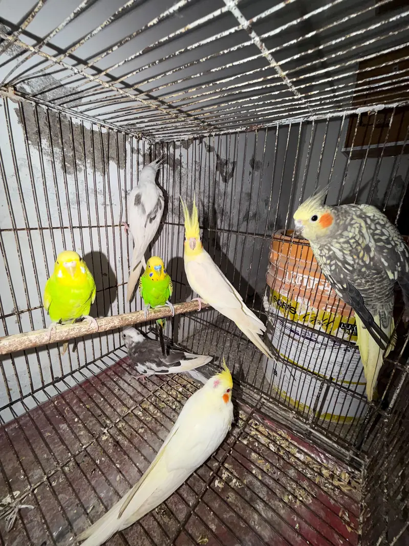 Quality Breeder Cocktails Single Piece +Breeder Australian Budgie Pair — photo 5