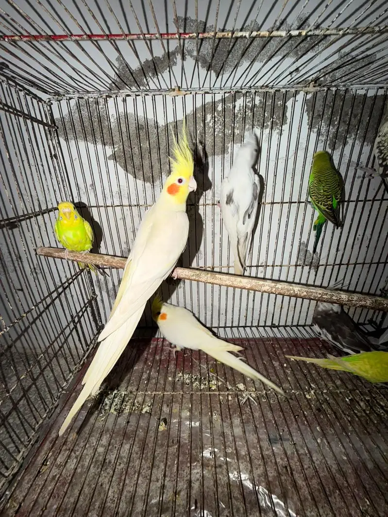 Quality Breeder Cocktails Single Piece +Breeder Australian Budgie Pair — photo 6