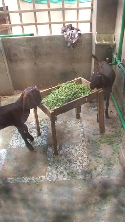 male female nagra goats