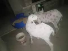 I am selling my sheep's
