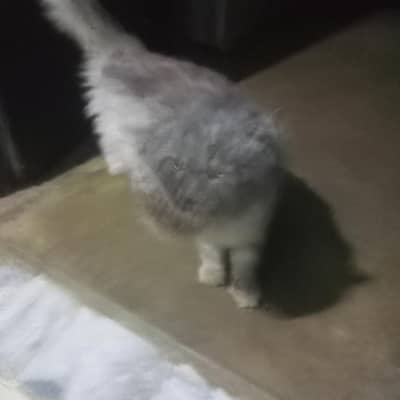 percian male 18 month
