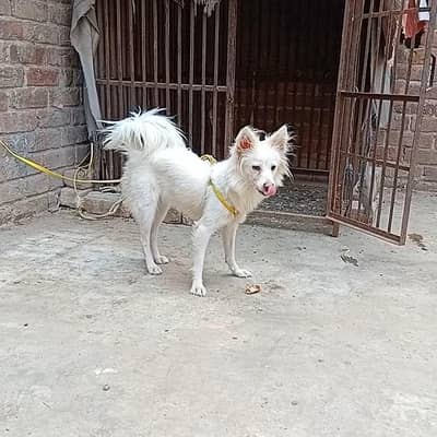 Russian female pink nose