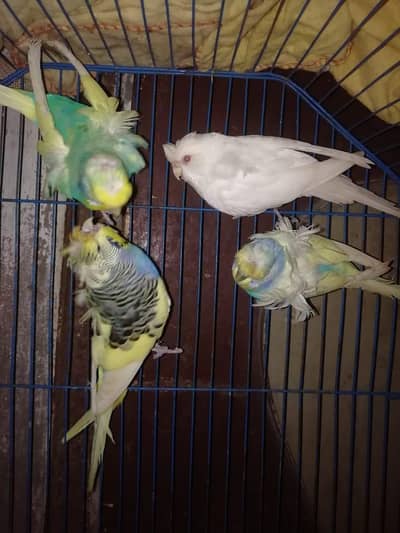 Australian simple and hogo and split bw or  03254869832