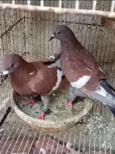 brown color unabi