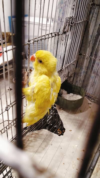Ringneck