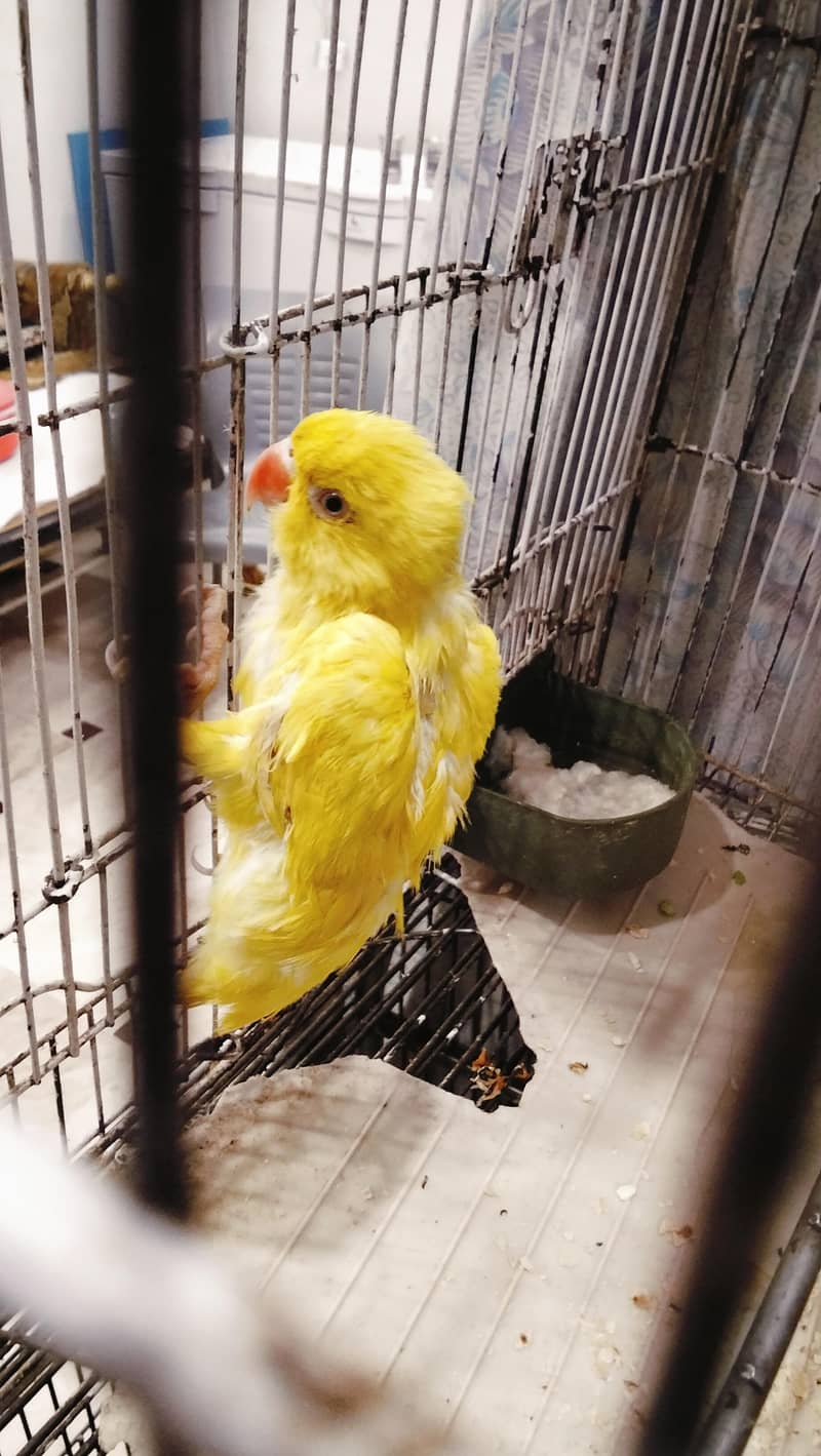 Ringneck 0