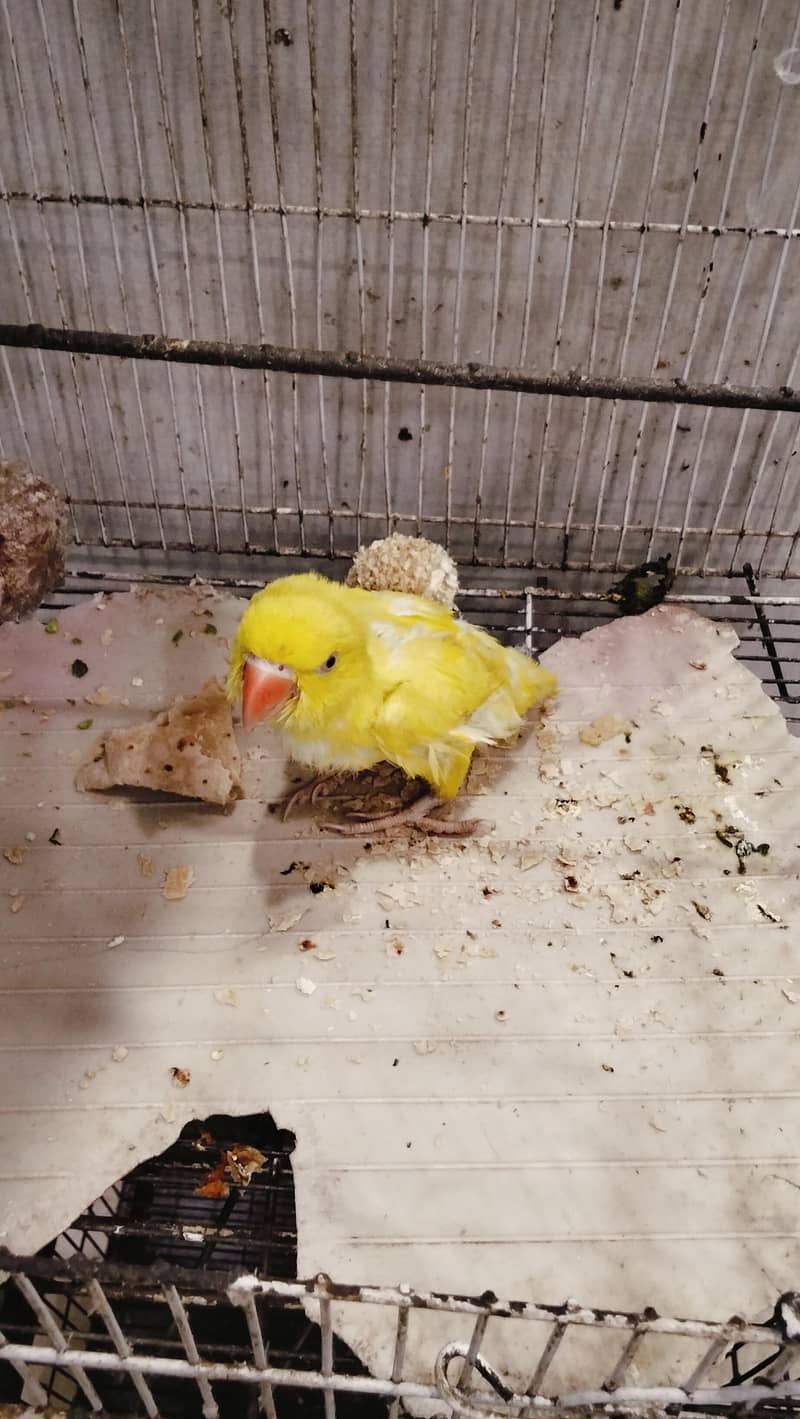 Ringneck 1