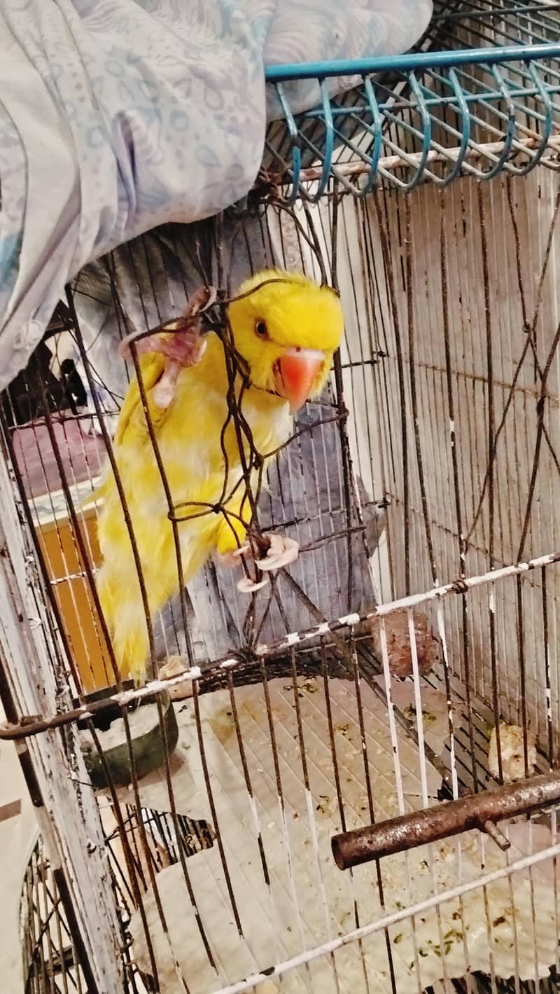 Ringneck 2