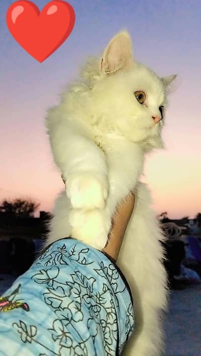 2 months baby cat female