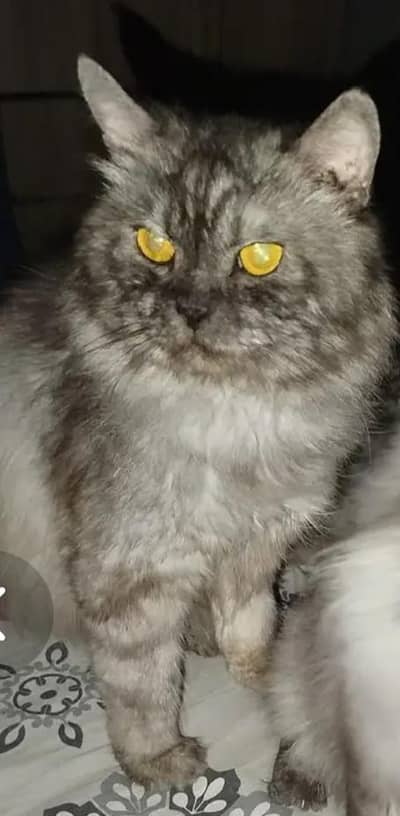percian male 18 month