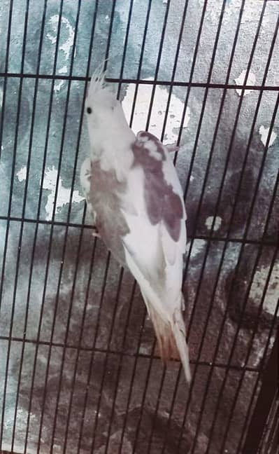 female and pair03076947242