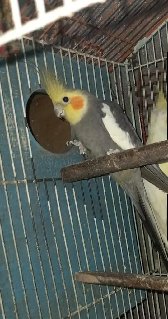 female and pair03076947232 — photo 2