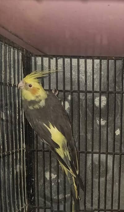 female and pair03076947232