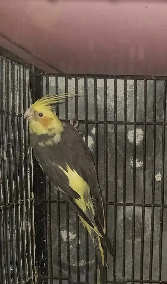 female and pair03076947232 — photo 3