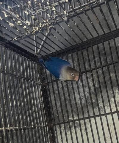 female and pair03076947232