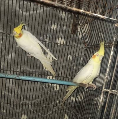 female and pair03076947232