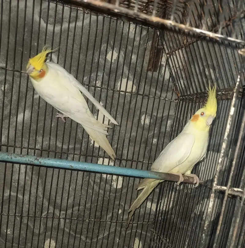 female and pair03076947232 — photo 5