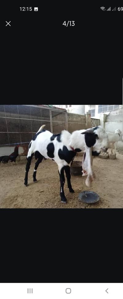 Breeder bakra