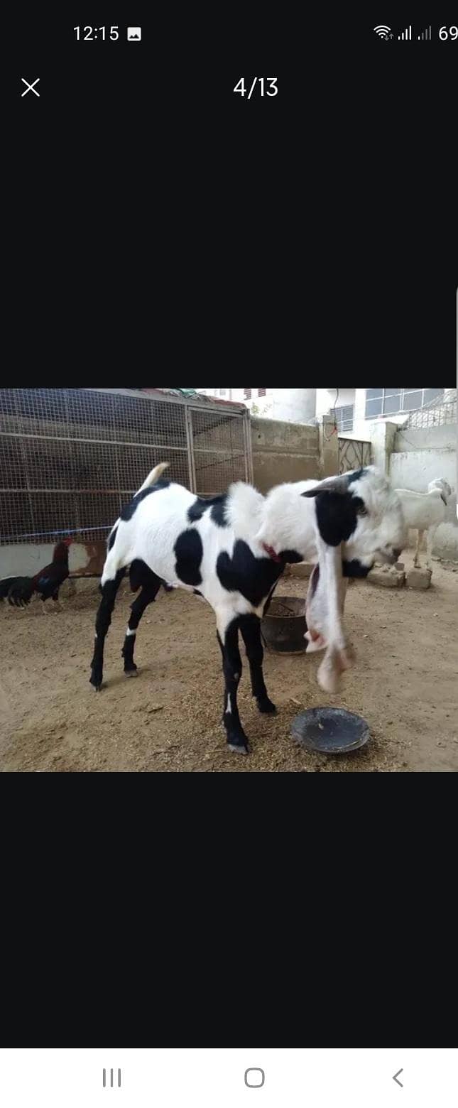 Breeder bakra 0