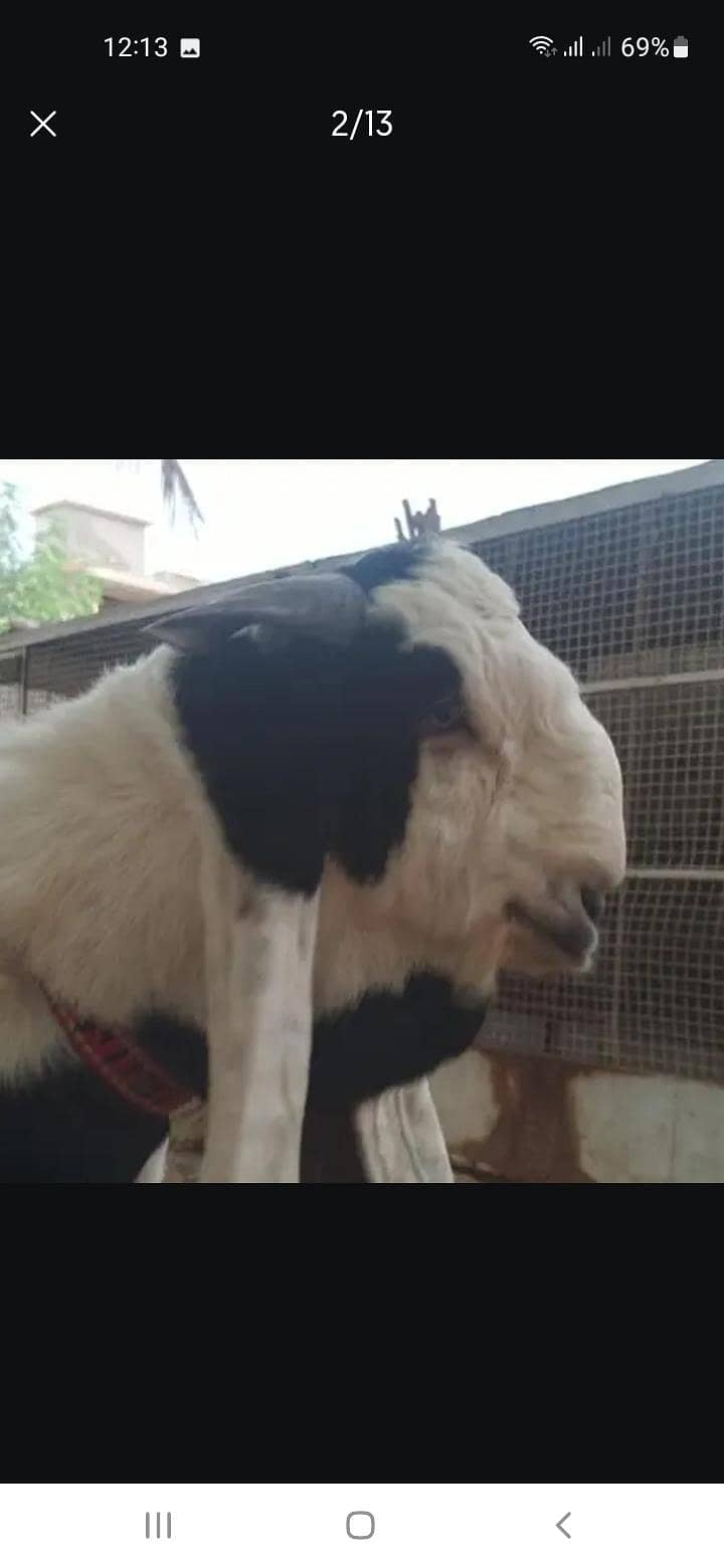 Breeder bakra 1