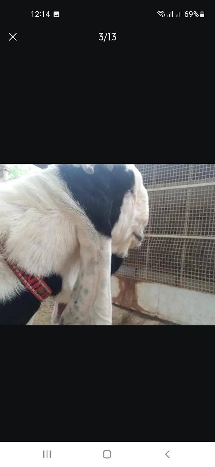Breeder bakra 2