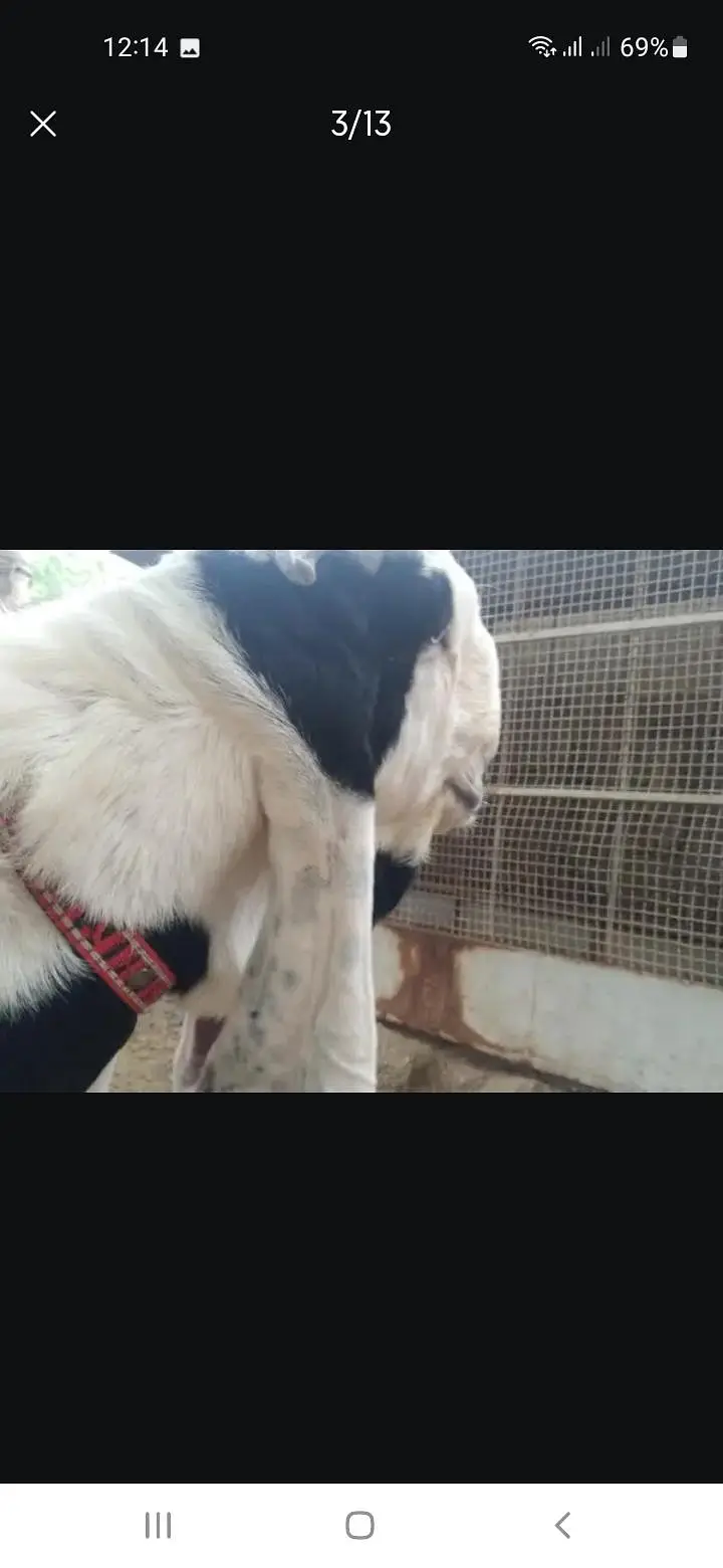Breeder bakra — photo 3