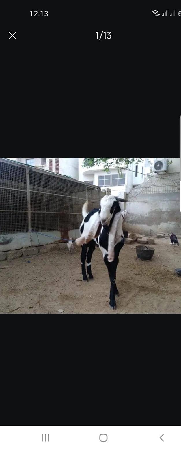 Breeder bakra 3
