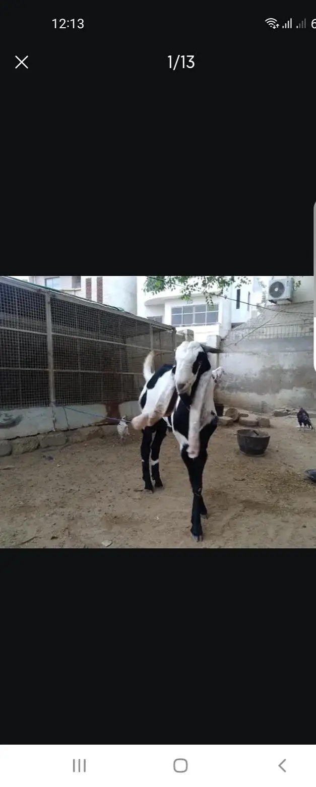Breeder bakra — photo 4