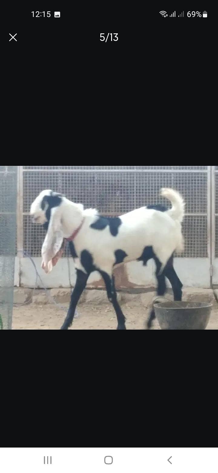 Breeder bakra 4