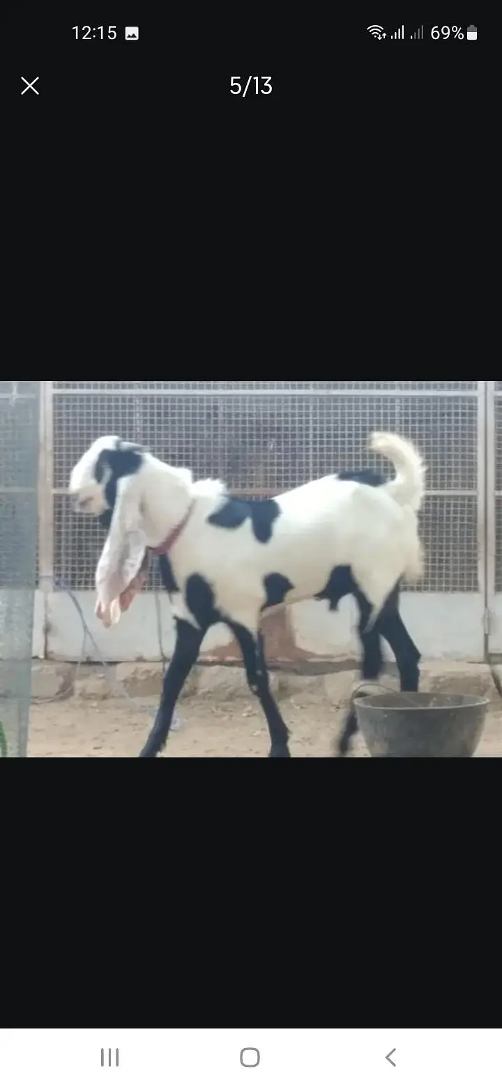 Breeder bakra — photo 5