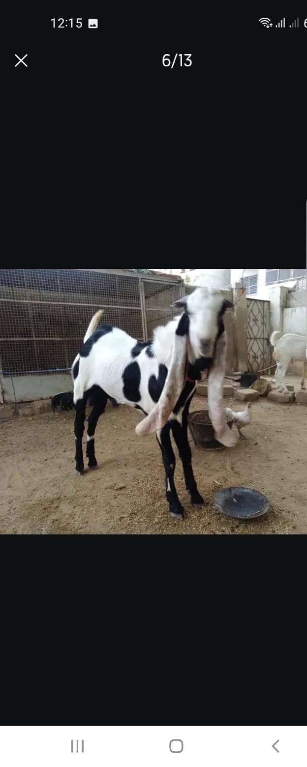 Breeder bakra 5