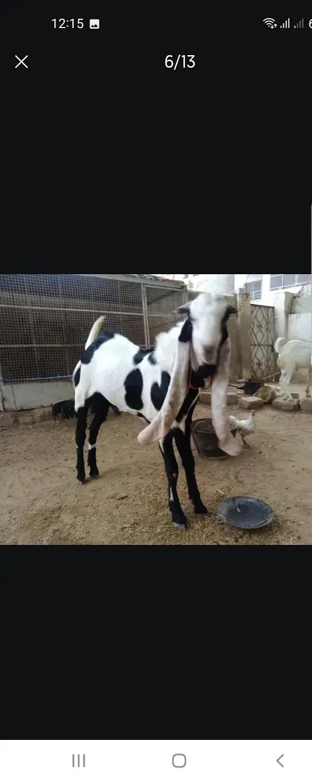 Breeder bakra — photo 6