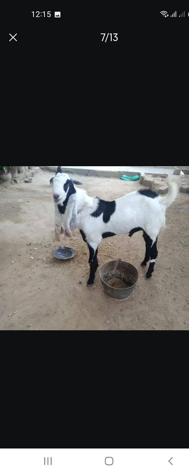 Breeder bakra 6