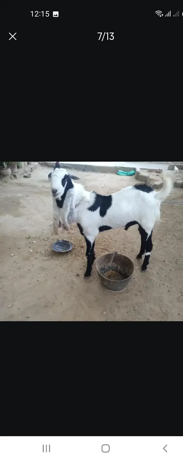 Breeder bakra — photo 7